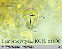 Peniophora lycii (powłocznica kulistorozwierkowa)