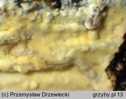 Phlebia lilascens (Å¼ylak liliowy)