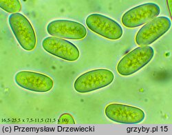 Phycomyces nitens