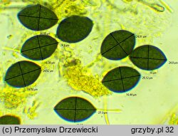 Schizothecium squamulosum