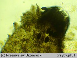 Schizothecium conicum