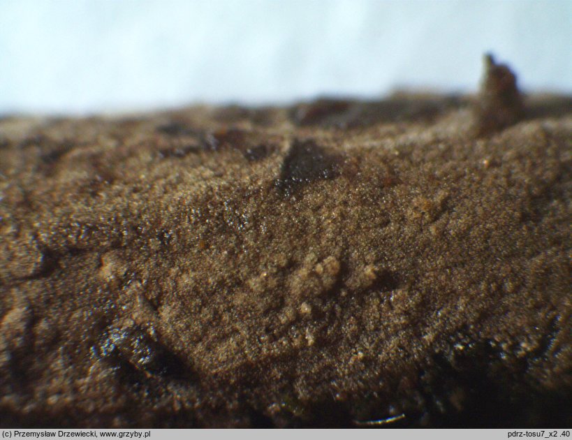 Thelephora wakefieldiae (kutnerka fioletowawa)