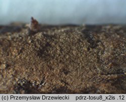 Thelephora wakefieldiae (kutnerka fioletowawa)