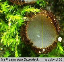 Trichophaea gregaria