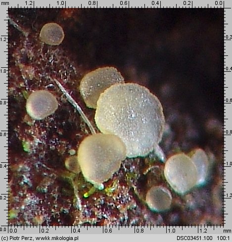 Hyalorbilia microscopica (szklannoguziczka mikroskopijna)