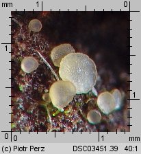 Hyalorbilia microscopica (szklannoguziczka mikroskopijna)