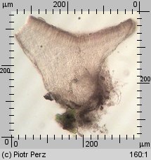 Hyalorbilia microscopica (szklannoguziczka mikroskopijna)