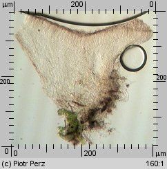 Hyalorbilia microscopica (szklannoguziczka mikroskopijna)