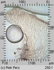 Hyalorbilia microscopica (szklannoguziczka mikroskopijna)