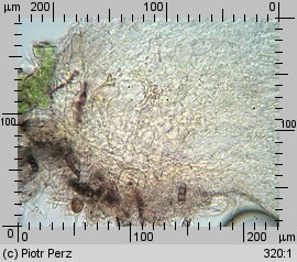 Hyalorbilia microscopica (szklannoguziczka mikroskopijna)