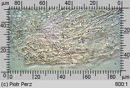 Hyalorbilia microscopica (szklannoguziczka mikroskopijna)