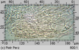 Hyalorbilia microscopica (szklannoguziczka mikroskopijna)