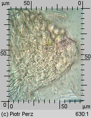 Hyalorbilia microscopica (szklannoguziczka mikroskopijna)