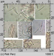 Hyalorbilia microscopica (szklannoguziczka mikroskopijna)