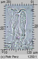 Hyalorbilia microscopica (szklannoguziczka mikroskopijna)