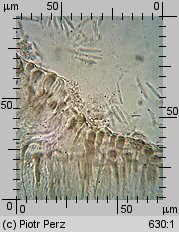 Hyalorbilia microscopica (szklannoguziczka mikroskopijna)