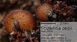 Scutellinia cejpii