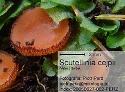 Scutellinia cejpii