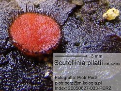 Scutellinia pilatii