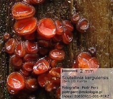 Scutellinia kerguelensis