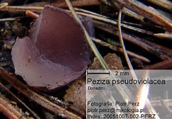 Peziza pseudoviolacea (kustrzebka nibyfioletowawa)