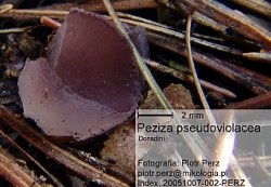 Peziza pseudoviolacea (kustrzebka nibyfioletowawa)