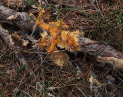 Byssonectria fusispora (oranżówka wrzecionowatozarodnikowa)