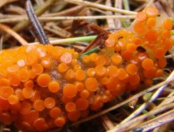 Byssonectria fusispora (oranżówka wrzecionowatozarodnikowa)