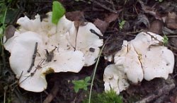 Cantharellus pallens (pieprznik blady)