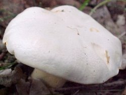 Cantharellus pallens (pieprznik blady)