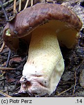 Suillus collinitus (maślak rdzawobrązowy)