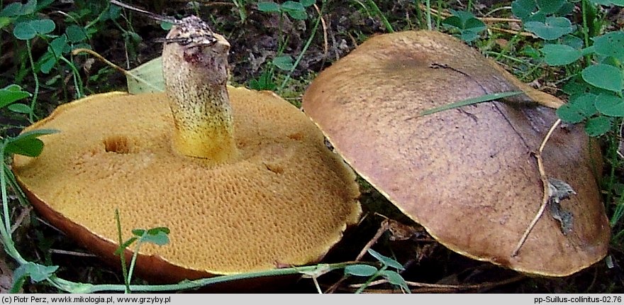 Suillus collinitus (maślak rdzawobrązowy)