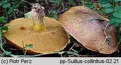 Suillus collinitus (maślak rdzawobrązowy)