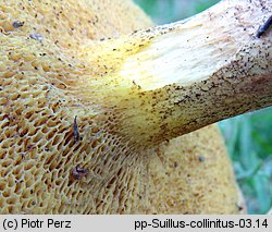 Suillus collinitus (maślak rdzawobrązowy)