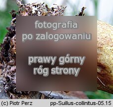 Suillus collinitus (maślak rdzawobrązowy)