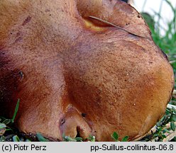 Suillus collinitus (maślak rdzawobrązowy)