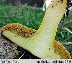 Suillus collinitus (maślak rdzawobrązowy)