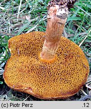 Suillus tridentinus (maślak trydencki)