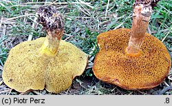 Suillus collinitus (maślak rdzawobrązowy)