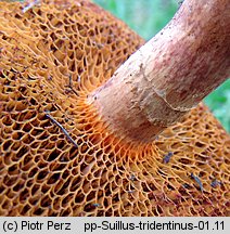 Suillus tridentinus (maślak trydencki)