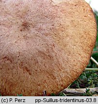 Suillus tridentinus (maślak trydencki)