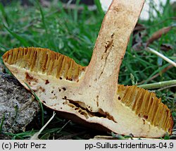 Suillus tridentinus (maślak trydencki)