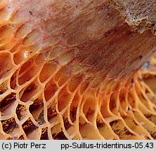 Suillus tridentinus (maślak trydencki)