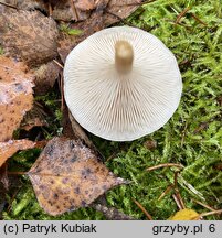 Clitocybe fragrans (lejkówka dusząca)