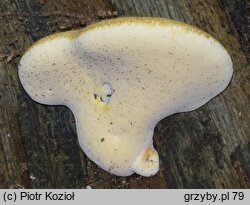 Fomitopsis pulvina (porojęzyk dębowy)