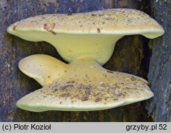 Fomitopsis pulvina (porojęzyk dębowy)