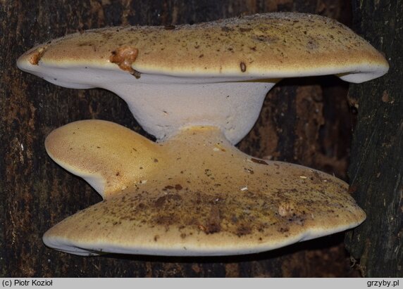 Fomitopsis pulvina (porojęzyk dębowy)