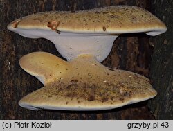 Fomitopsis pulvina (porojęzyk dębowy)