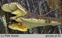 Fomitopsis pulvina (porojęzyk dębowy)