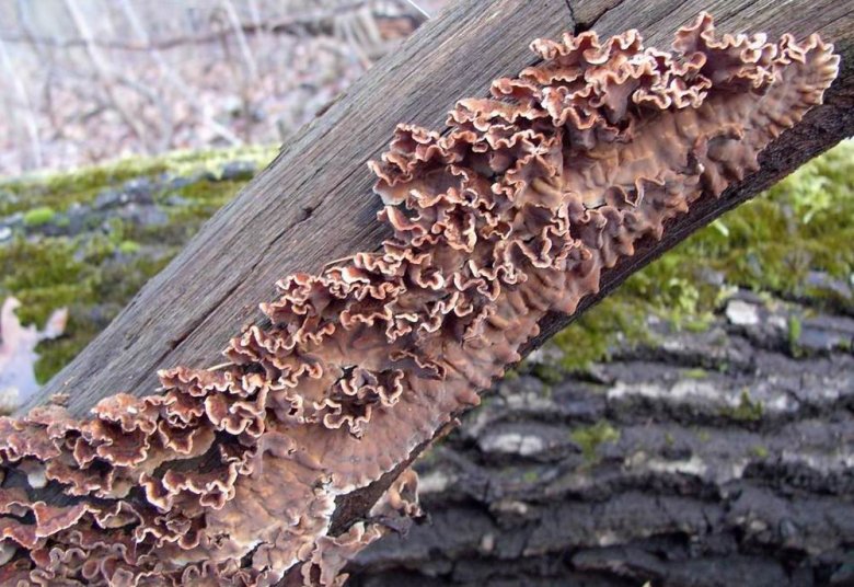 Stereum gausapatum (skórnik dębowy)